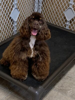 Chocolate /Tan Female Cocker Spaniel