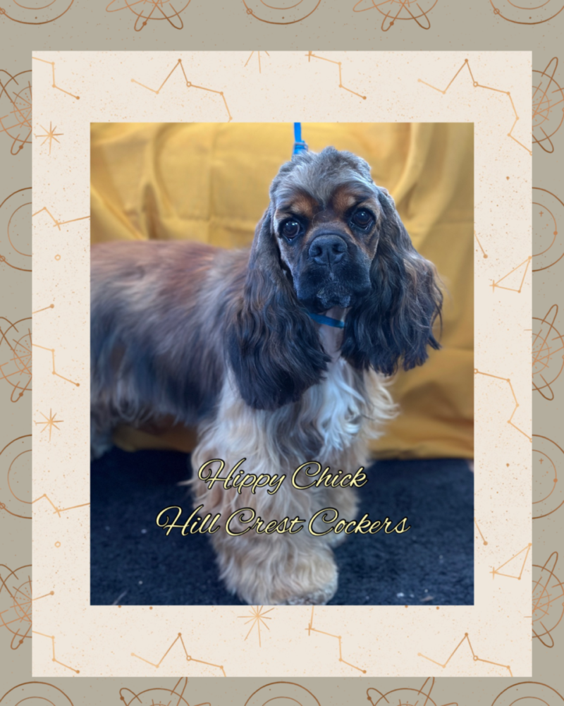 cocker spaniel, hill crest cockers