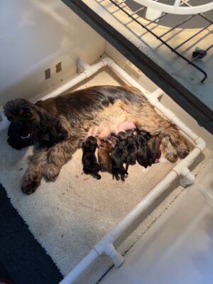 Hill Crest Cockers, Cocker Spaniel, Cocker Spaniel puppies