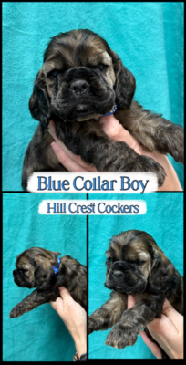 Hill Crest Cockers, Cocker Spaniel puppy