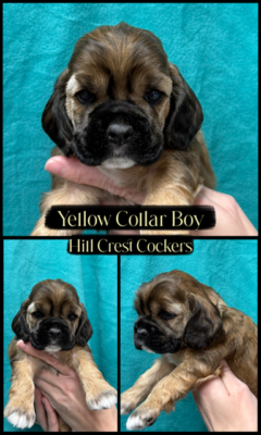 Hill Crest Cockers, Cocker spaniel puppy