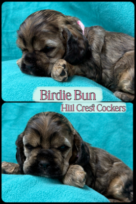 Hill Crest Cockers, cocker spaniel puppy