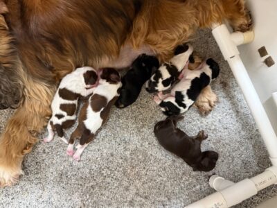 cocker spaniel puppies, Hill Crest Cockers