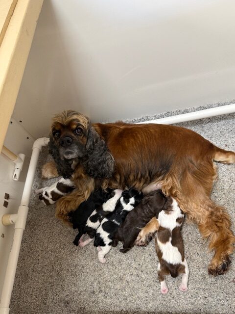 cocker spaniel puppies, Hill Crest Cockers