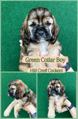 Cocker spaniel puppy, hill crest cockers