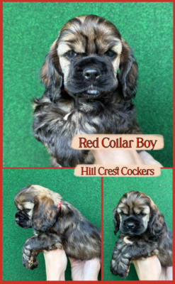 cocker spaniel puppy, hill crest cockers