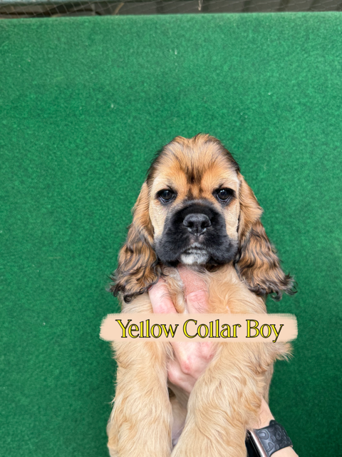cocker spaniel puppy, Hill Crest Cockers