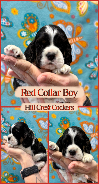 cocker spaniel puppies, Hill Crest Cockers