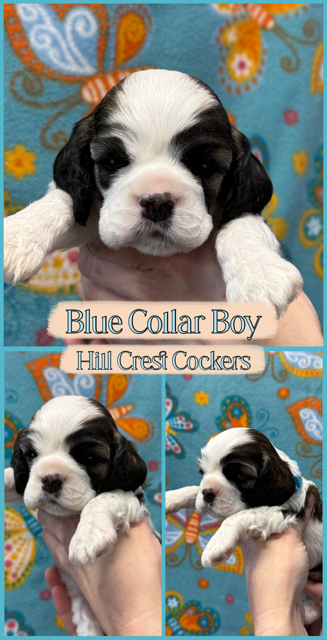 cocker spaniel puppies, Hill Crest Cockers