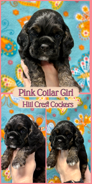 cocker spaniel puppies, Hill Crest Cockers