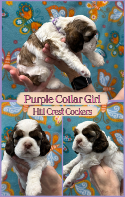 cocker spaniel puppies, Hill Crest Cockers