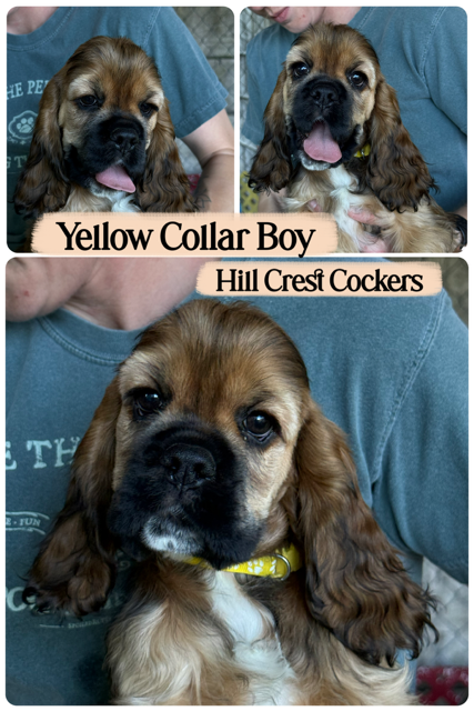 cocker spaniel puppy, Hill Crest cockers