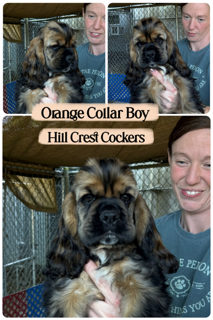 cocker spaniel puppy, Hill Crest cockers