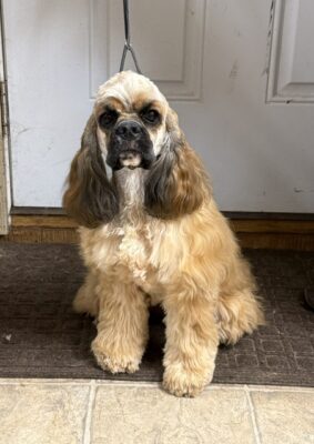 hill crest cockers, Margo , cocker spaniel