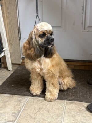 hill crest cockers, cocker spaniel, Margo