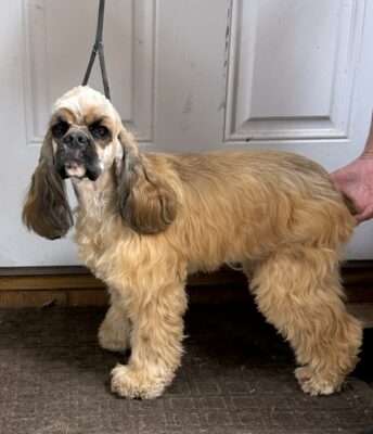 hill crest cockers, cocker spaniel, Margo