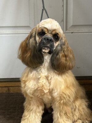 hill crest cockers, Margo , cocker spaniel