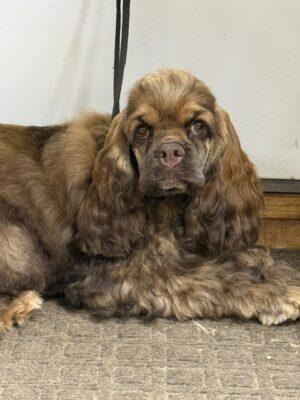 cocker spaniel, hill crest cockers, Riley-Rae
