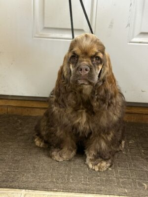hill crest cockers, Riley-Rae, cocker spaniel