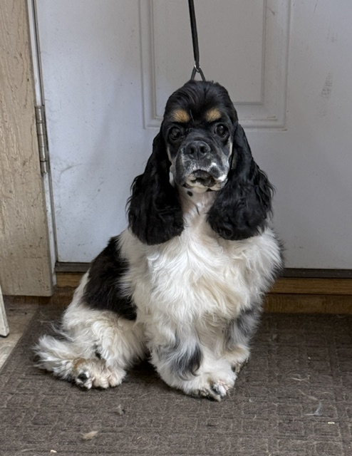 Dottie, cocker spaniel, hill crest cockers
