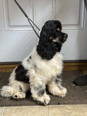 Dottie, hill crest cocker, cocker spaniel puppy