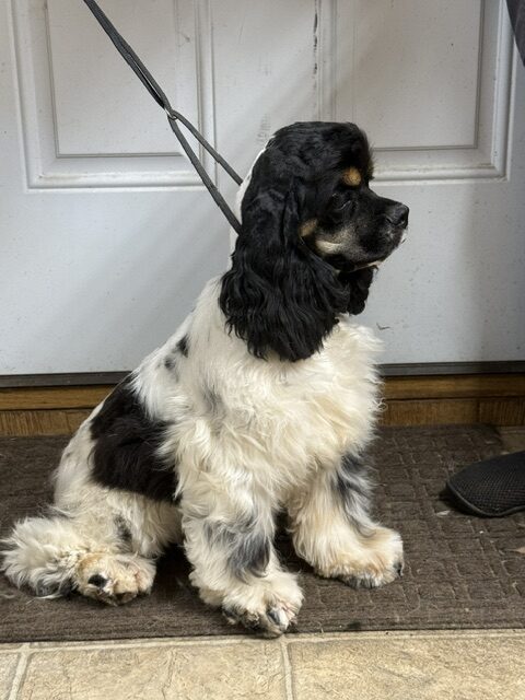 Dottie, hill crest cocker, cocker spaniel puppy