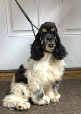 Dottie, hill crest cocker spaniel
