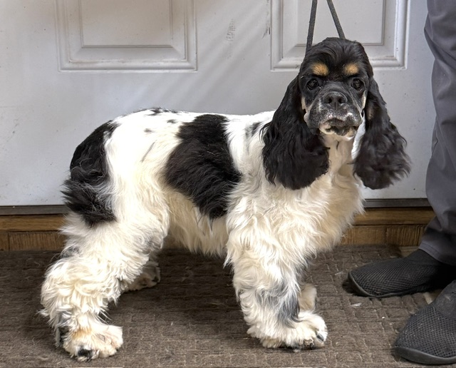 hill crest cocker, Dottie, cocker spaniel puppy