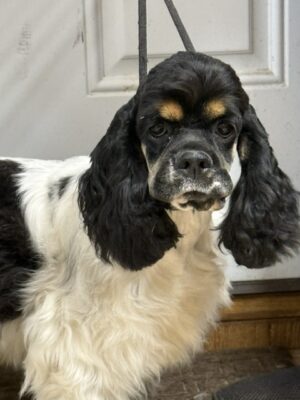 Dottie, hill crest cockers, cocker spaniel puppy