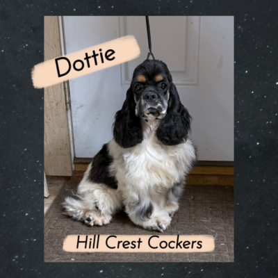 Dottie, hill crest cockers, cocker spaniel